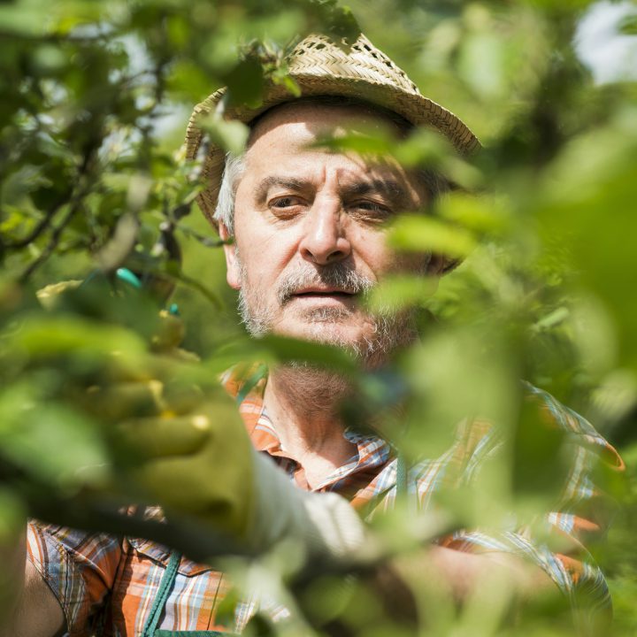 Germany, Hesse, Lampertheim, portrait of senior gardener at work